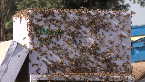 Cultivo-De-Abejas-Melíferas-En-Nepal