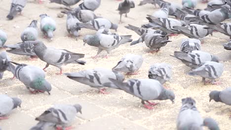 Many-pigeons-are-eating-food-and-drinking-water