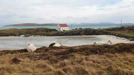 Scenic-view-of-coastal-rural-countryside-and-farm-house-on-croft-overlooking-ocean-water-with-sheep-sitting-and-resting-in-field-in-Outer-Hebrides-of-Scotland-UK