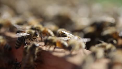 Bee-farming-in-Chitwan-Nepal