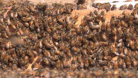 Bienenzucht-In-Chitwan,-Nepal