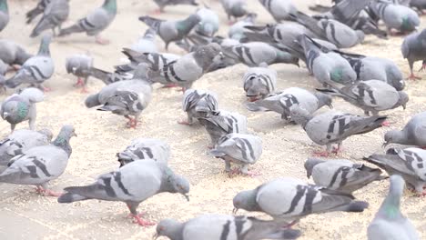 Muchas-Palomas-Están-Comiendo-Comida