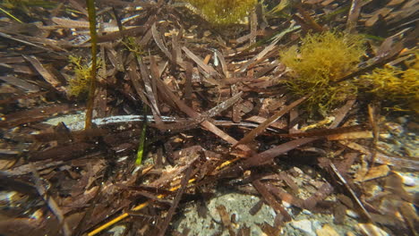 Camera-dipping-into-shallow-water-revealing-the-seaweed-at-the-bottom