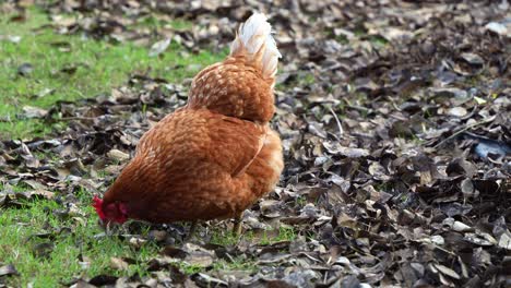 Chicken-rooster,-gallus-gallus-domesticus,-pecking-and-foraging-for-invertebrates-in-outdoor-environment,-farm-ranch,-close-up-shot