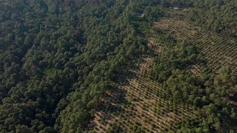 Toma-De-Drone:-Revelación-De-Una-Montaña-En-Un-Día-Soleado-En-Una-Plantación-De-Aguacates.