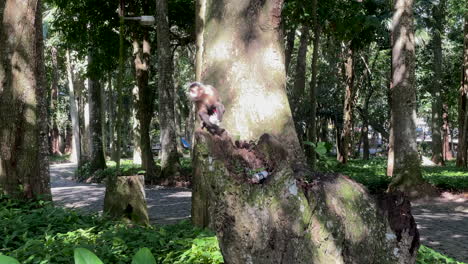 Affe-Spielt-Mit-Plastikmüll-Auf-Einem-Baum