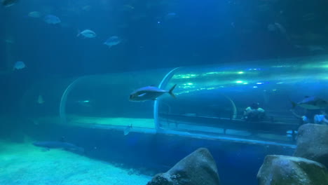 Touristen-Besuchen-Aquarium-Mit-Unterwassertunnel-Mit-Blauem-Wasser,-Fischen-Und-Haien