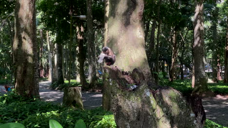 Monkey-eats-plastic-garbage-on-a-tree