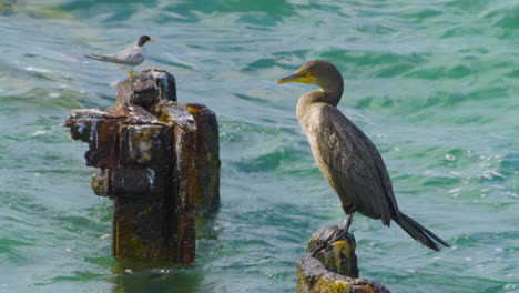 Cormorán-Y-Charrán-Sentados-Sobre-Viejos-Postes-De-Madera-Cerca-De-La-Costa-En-Key-West,-Florida,-EE.-UU.