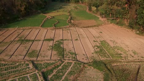 Vista-Aérea-De-Campos-Agrícolas-En-El-Norte-De-Tailandia.