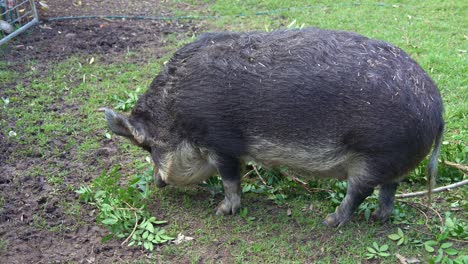 Mature-miniature-pig-sniffing-around-and-eating-branches-and-leaves-in-the-rural-barn,-close-up-shot