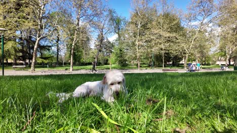 White-cream-dog-eating-grass,-relaxing-in-the-shadow-of-Bologna-Italy-park