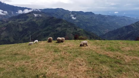 "It's-a-drone-shot-moving-forward,-showing-sheep-grazing-in-the-Colombian-Andes