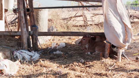 Animals-on-a-farm-hiding-in-the-shadow-on-a-hot-day,-trash-laying-around,-chicken-searches-food,-static-shot