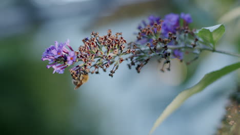 Biene-Auf-Blume-Im-Herbst,-Abendlicht