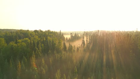 Luftaufnahmen-Eines-Sonnenbeschienenen-Walddachs-Mit-Goldenen-Strahlen,-Die-Durch-Die-Bäume-Dringen