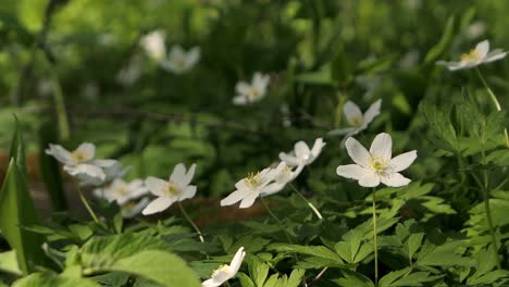 White-spring-flowers-in-forest-swaying-in-wind,-new-beginning-nature-spring,-light-and-shadows