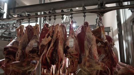 Cow-meat-at-slaughterhouse-hanging-from-hooks-with-tracking-labels,-dolly-left-shot