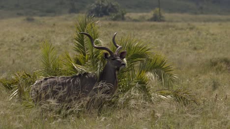 Un-Gran-Kudu-De-Pie-Junto-A-Las-Plantas-Verdes-Y-Mirando-A-La-Distancia-En-El-Parque-Nacional-Kruger,-Sudáfrica