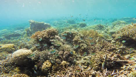 Ein-Farbenfrohes-Korallenriff-Voller-Sergeant-Major-Fische,-Die-In-Harmonie-Schwimmen,-Während-Die-Kamera-über-Den-Boden-Gleitet