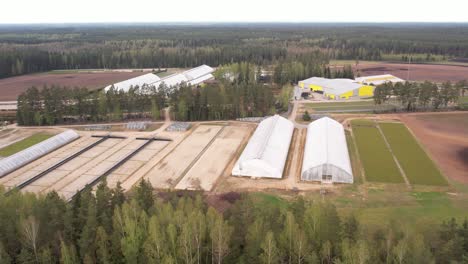 A-serene-pine-nursery-in-Latvia-featuring-rows-of-young-pine-trees,-neatly-arranged-and-thriving