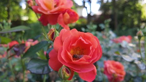 Rosas-Rojas-Vibrantes-Que-Florecen-En-Un-Exuberante-Jardín-Durante-Un-Día-Soleado,-Primer-Plano