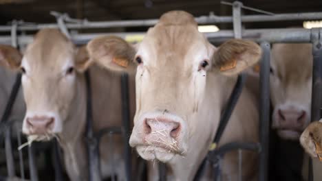 Brown-Swiss-cows-feeding-on-hay-at-a-meat-processing-plant-stable-in-France,-Dolly-left-shot