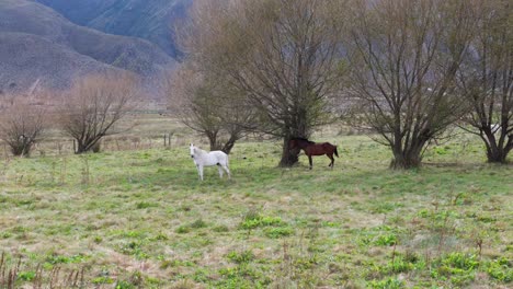 Approach-aerial-movement-from-horses-stading-before-the-tree,-Tafí-del-Valle,-Tucumán,-Argentina