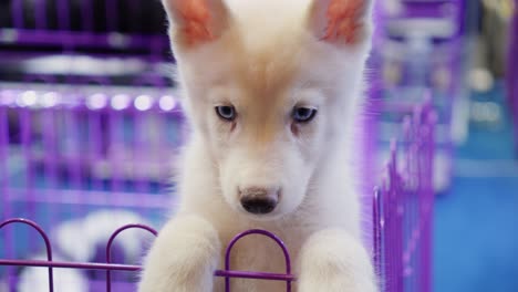 Cachorro-De-Husky-Blanco-En-Una-Tienda-De-Mascotas