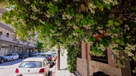 Greek-township-with-blooming-tree-buds,-dolly-forward-view