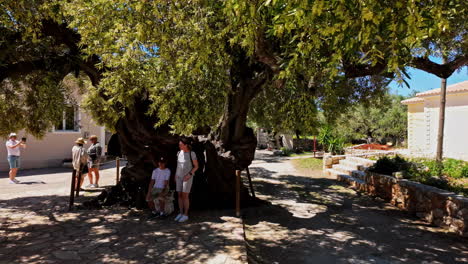 The-old-olive-tree-in-Exo-Chora,-Zakynthos-Island,-Greece-is-2000-years-old