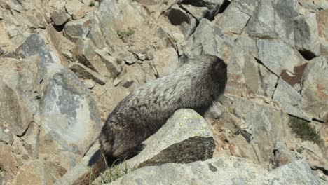 Hoary-Marmot,-Marmota-caligata,-lays-on-large-rock-in-Washington-Cascade-Mountains