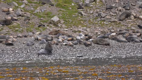 Pod-of-Antarctic-Seals-Resting-on-Coast-of-South-Georgia-Island,-Slow-Motion