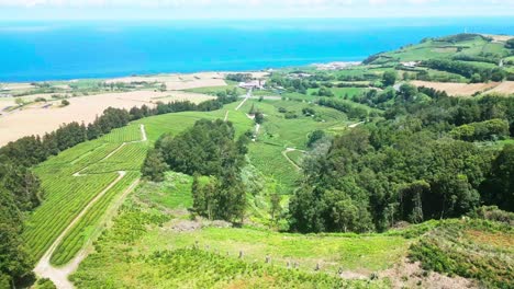 Plantación-De-Té-Chá-Gorreana-En-La-Isla-De-São-Miguel,-Azores,-Con-El-Océano-Al-Fondo,-Vista-Aérea