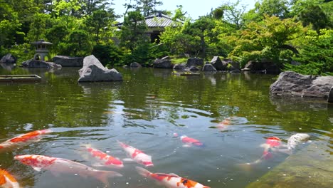 Tilt-up-reveal-over-Koi-Pond-in-typical-Japanese-landscape-garden