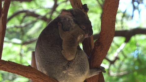 Niedlicher-Kleiner-Koala-Klammert-Sich-Fest-An-Seine-Mama,-Streift-Neugierig-Durch-Die-Umgebung,-Kuschelt-Und-Zeigt-Liebe-Und-Zuneigung,-Nahaufnahme