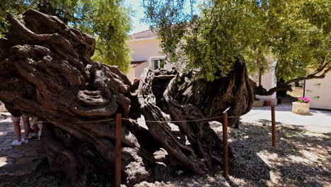 Slow-motion-pan-of-Olive-Tree-branch-wooden-trunk-roots-behind-fence-in-park-nature-outdoors-heritage-environment-Volimon-Zakynthos-Greece-Europe