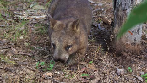 Un-Lindo-Wombat-De-Nariz-Peluda-Del-Sur,-Un-Marsupial-Cuadrúpedo-Musculoso-De-Patas-Cortas,-Que-Camina-Lentamente-Por-Un-Bosque,-Primer-Plano-De-Una-Especie-De-Fauna-Nativa-Australiana