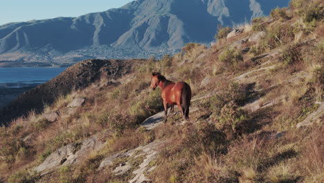 Brown-horse-is-standing-on-the-hillside-in-the-sun,-big-mountain-in-the-background,-tafi-del-ville,-south-america,-drone-flight-slow-motion