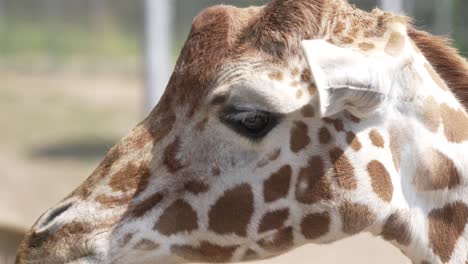 Nahaufnahme-Einer-Giraffe-Von-Der-Seite,-Deren-Ohr-Einen-Langen-Schatten-Auf-Das-Gesicht-Wirft-Und-Die-In-Zeitlupe-Kaut