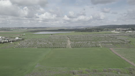 Huge-fields-of-almond-trees-about-to-blossom-near-a-reservoir,-a-cloudy-spring-day-with-vibrant-colors