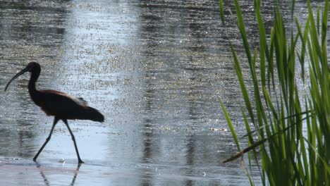 Ibis-aquatic-bird-runs-from-behind-grass-to-catch-food-in-muddy-pond