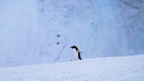 Antarctica-Penguins-in-Antarctic-Scenery,-Gentoo-Penguin-Colony-and-Glacier-on-Antarctic-Wildlife-and-Animals-Trip-to-Antarctic-Peninsula,-with-Beautiful-Snow-and-Ice-Covered-Landscape-Scenery