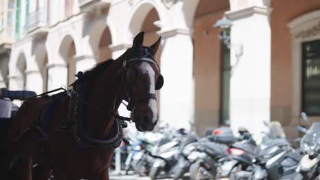 Pferd-Mit-Scheuklappen-Angeschirrt-Mit-Kutsche-Laufen,-Passagiere-An-Bord,-Mallorca