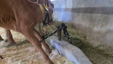 close-up-of-scared-Young-calf-eating-and-looking-around-in-curios-way