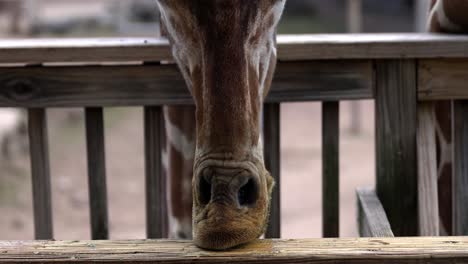 Detaillierte-Nahaufnahme-Der-Nasenlöcher-Und-Des-Mauls-Einer-Giraffe,-Die-In-Zeitlupe-Einen-Holzzaun-Leckt-Und-Dabei-Tropfenden-Speichel-Aufwirbelt