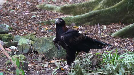 A-wild-wedge-tailed-eagle,-aquila-audax-perched-on-the-forest-ground,-alerted-by-the-surroundings,-curiously-looking-and-wondering-around,-raising-its-wings-and-ready-to-fly,-close-up-shot