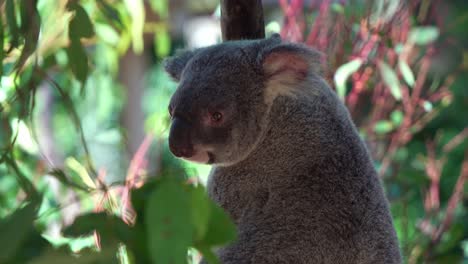 Profilporträt-Eines-Süßen-Koalas,-Der-Auf-Dem-Baum-Sitzt,-Im-Schatten-Sitzt-Und-Sich-In-Der-Umgebung-Umsieht