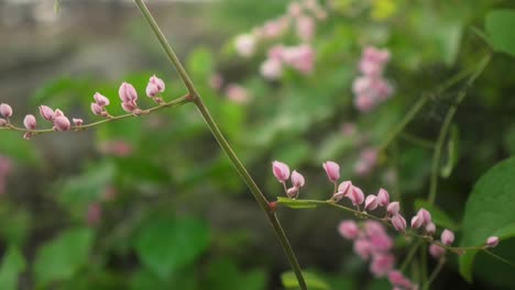 A-close-up-shot-of-pink-budding-flowers-on-a-vine-with-green-leaves,-set-in-a-serene-garden