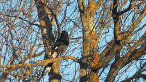 Currawong-Pied-Posado-En-Un-árbol-Sin-Hojas-Durante-El-Día,-Hora-Dorada,-Australia,-Gippsland,-Victoria,-Maffra